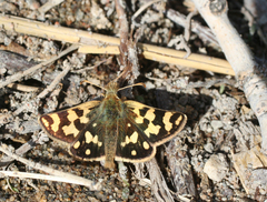Carterocephalus argyrostigma