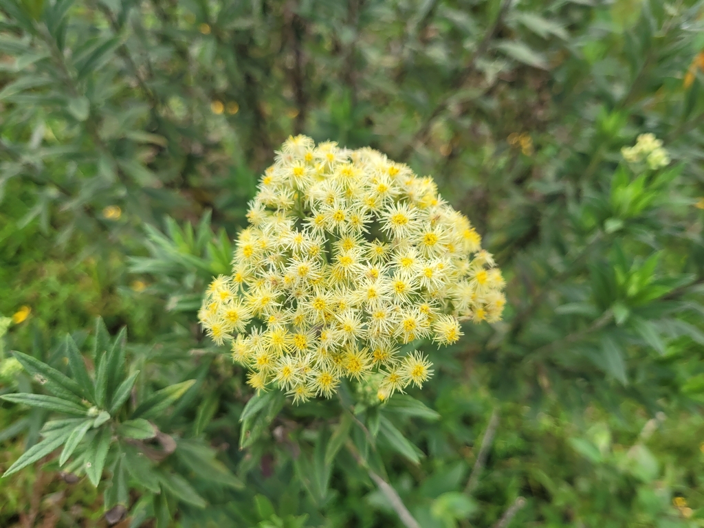 Microglossa pyrrhopappa