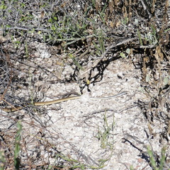 Masticophis bilineatus