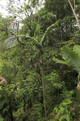 Chamaedorea linearis