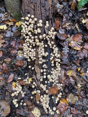 Apioperdon pyriforme