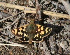 Carterocephalus argyrostigma