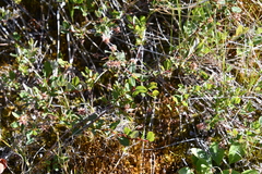 Salix myrtilloides