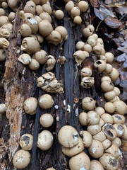 Apioperdon pyriforme