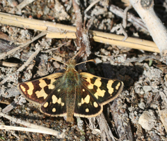 Carterocephalus argyrostigma