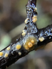 Sphaerobolus stellatus