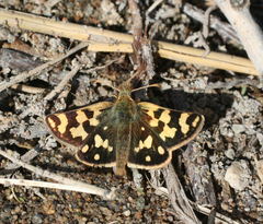 Carterocephalus argyrostigma