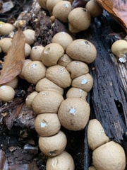 Apioperdon pyriforme