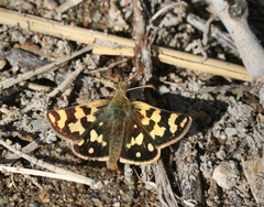 Carterocephalus argyrostigma