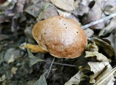 Aureoboletus pseudoauriporus