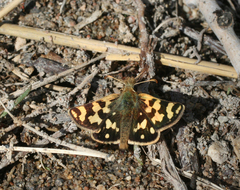 Carterocephalus argyrostigma