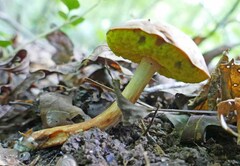 Aureoboletus pseudoauriporus