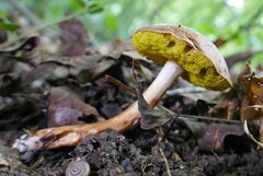 Aureoboletus pseudoauriporus