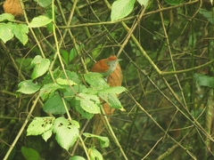 Thamnophilus multistriatus