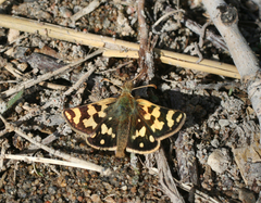 Carterocephalus argyrostigma