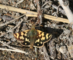 Carterocephalus argyrostigma