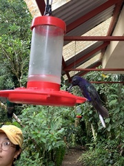 Campylopterus hemileucurus