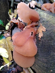 Auricularia auricula-judae