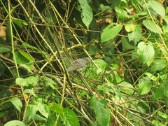 Thamnophilus multistriatus