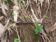 Xenochrophis bellulus