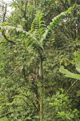 Chamaedorea linearis