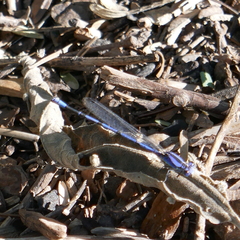 Argia extranea