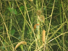 Thamnophilus multistriatus