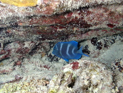 Acanthurus coeruleus