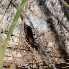 Dasymutilla gloriosa