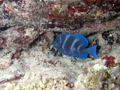 Acanthurus coeruleus