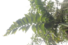 Chamaedorea linearis