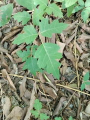 Toxicodendron pubescens