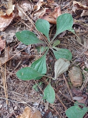 Antennaria plantaginifolia
