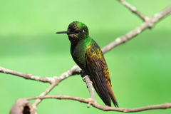 Heliodoxa rubricauda