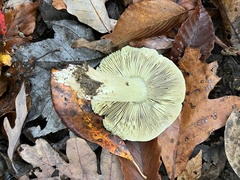 Tricholoma palustre
