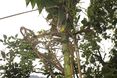 Chamaedorea linearis