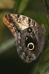 Caligo prometheus