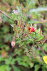 Oenothera epilobiifolia