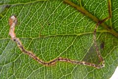 Lyonetia clerkella