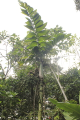 Chamaedorea linearis