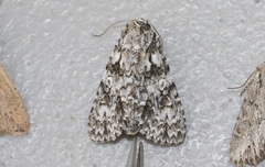 Acronicta marmorata