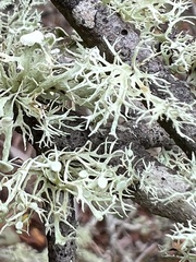 Ramalina americana