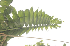 Chamaedorea linearis