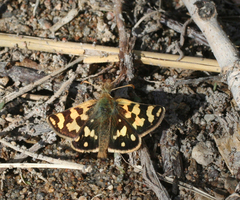 Carterocephalus argyrostigma