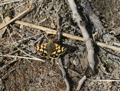 Carterocephalus argyrostigma