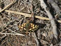 Carterocephalus argyrostigma