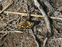 Carterocephalus argyrostigma