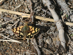 Carterocephalus argyrostigma