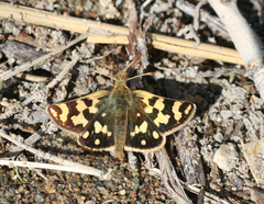 Carterocephalus argyrostigma