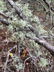 Ramalina americana